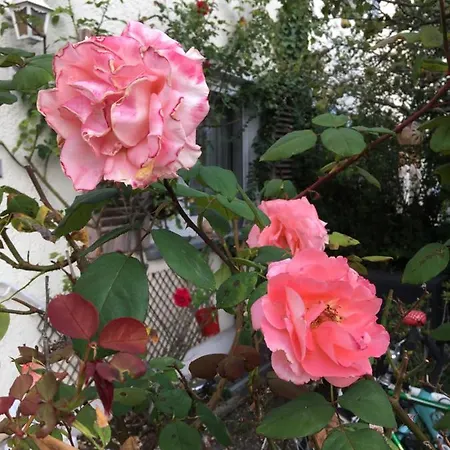 Vintage-mansarde Uber Wilden Garten Homestay