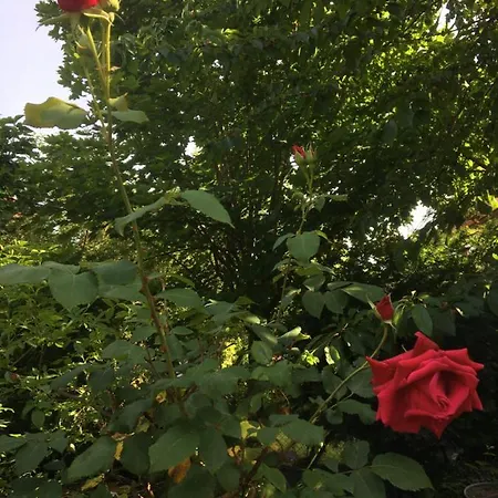 Vintage-mansarde Uber Wilden Garten Stuttgart
